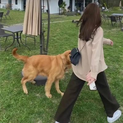 突尼斯的沙发